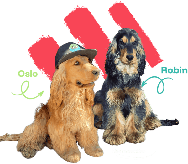 La team 5 Nos mascottes, Oslo et Robin, fidèles cockers